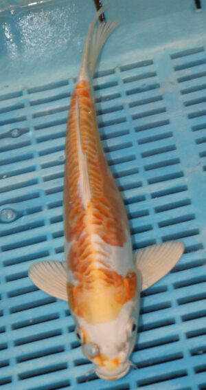 11" Hand Selected Koi Carp Hariwake (10C45)   