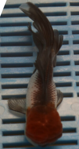 High Quality Oranda 11-13cm (BL280)