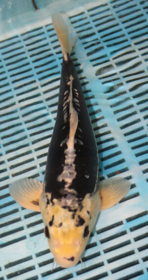 13.5" Hand Selected Koi Carp Kumonryu (15JR16)