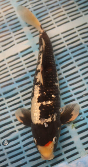 14'' Hand Selected Koi Carp Gin Rin Sanke (11B38)