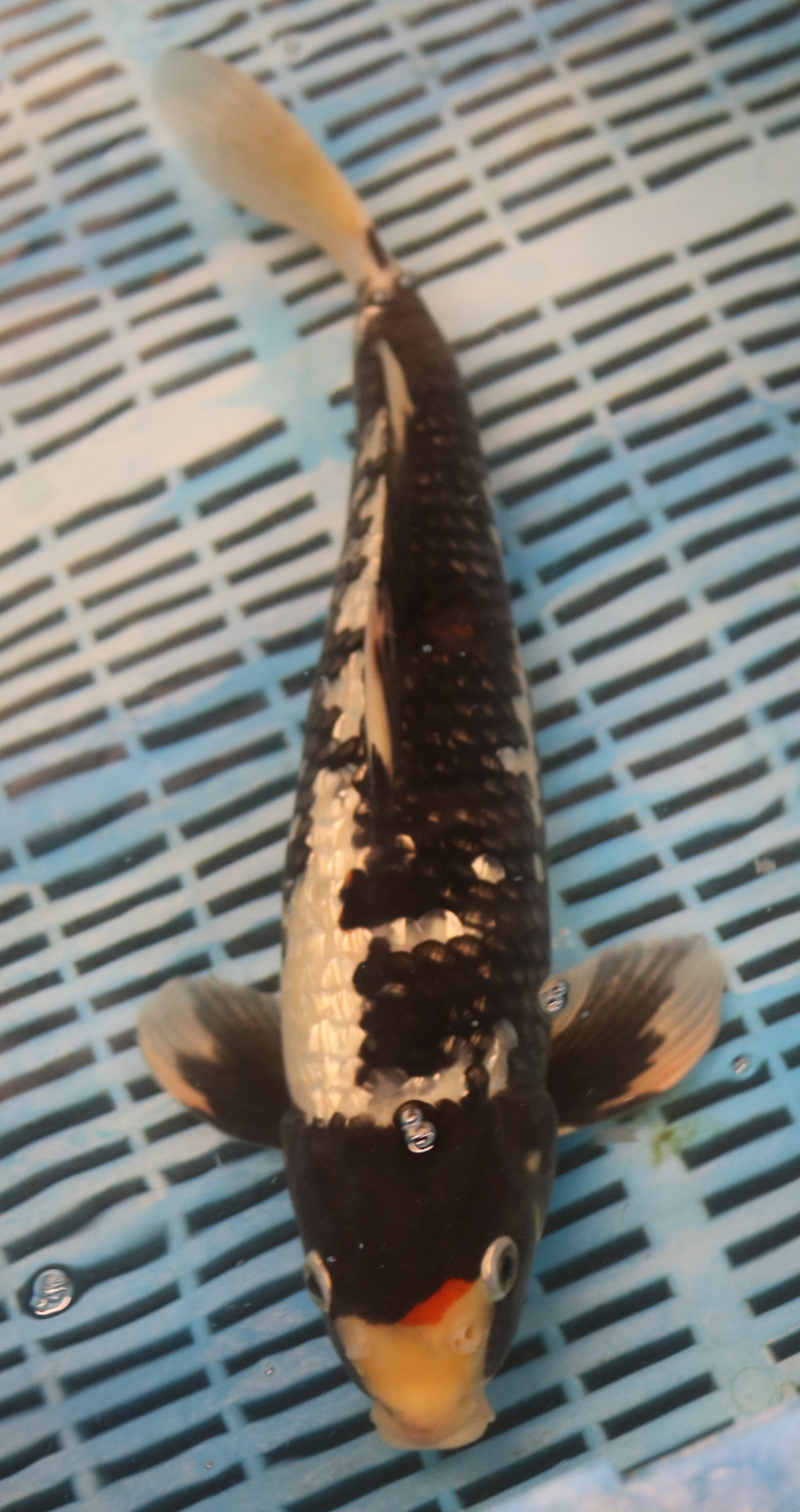 14'' Hand Selected Koi Carp Gin Rin Sanke (11B38)