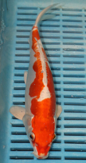 10" Hand Selected Koi Carp Kikusui (10C46)    