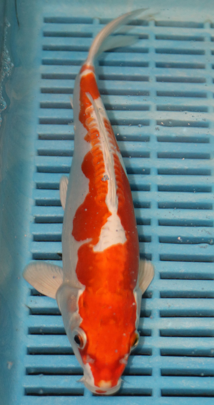 10" Hand Selected Koi Carp Kikusui (10C46)