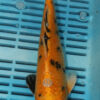 10" Hand Selected Koi Carp Ki Utsuri (10C77)  