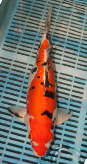 14'' Hand Selected Koi Carp Doitsu Sanke (16JR18)   