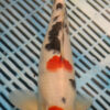 13.5" Hand Selected Koi Carp Tancho Sanke (15JR17)