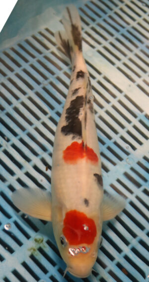 13.5" Hand Selected Koi Carp Tancho Sanke (15JR17)