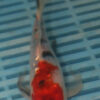7-8'' Hand Selected Butterfly Koi Carp (LR92)