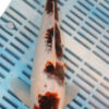 12" Hand Selected Koi Carp Goromo (14JR37)