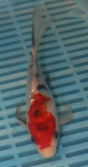 7-8'' Hand Selected Butterfly Koi Carp (LR92)