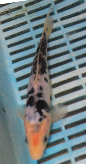 7-8'' Hand Selected Koi Carp (LR232)