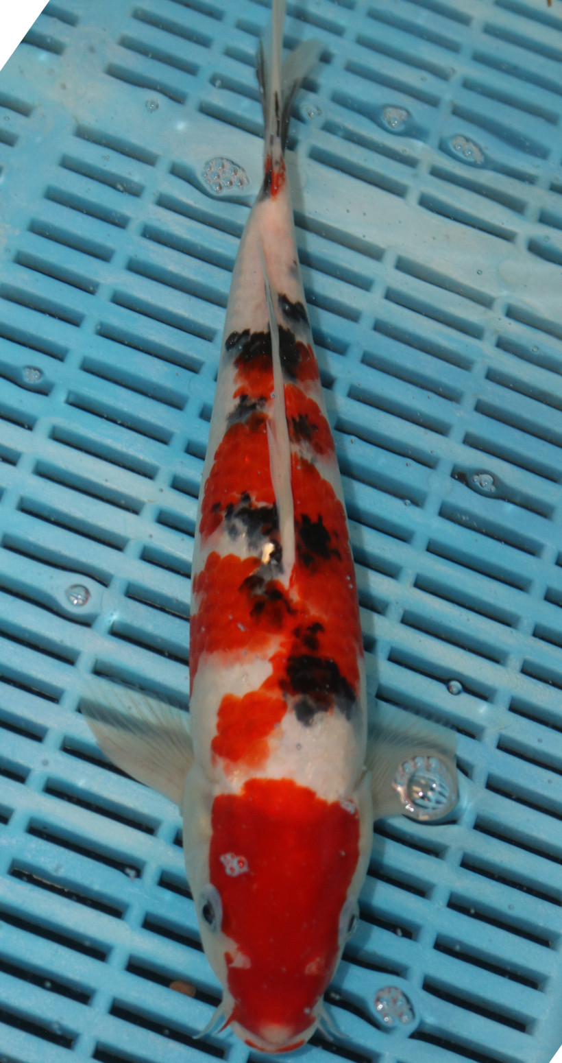12-14" Hand Selected Koi Carp Sanke (10C78)