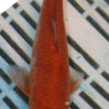 6-7'' Hand Selected Koi Carp (LR215)