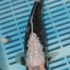 10" Hand Selected Koi Carp Gin Rin Kumunryu (10C61) 