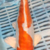 12" Hand Selected Koi Carp Kikusui (14JR20)