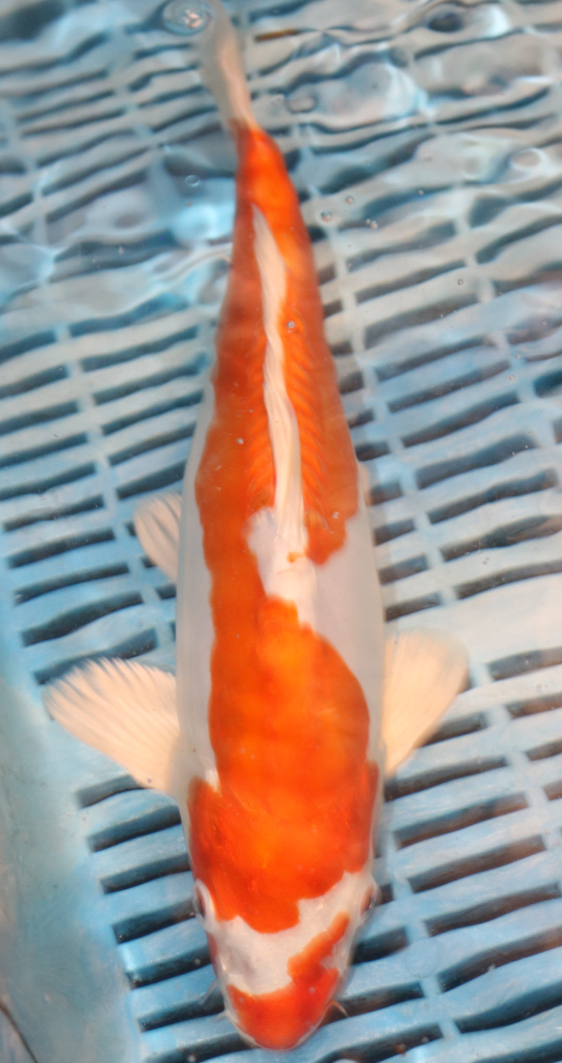 12" Hand Selected Koi Carp Kikusui (14JR20)