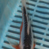 7-8'' Hand Selected Butterfly Koi Carp (LR301)  