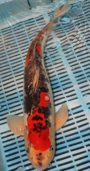 18" Hand Selected Koi Carp Goshiki (10A14) 
