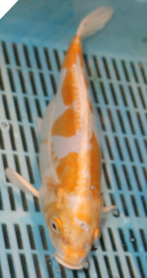12" Hand Selected Koi Carp Doitsu Harawake (15JR02)