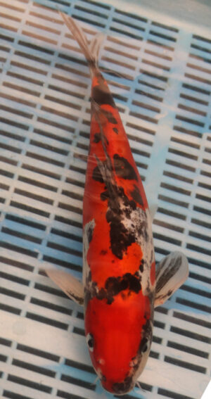 13" Hand Selected Koi Carp Doitsu Sanke (11A2)