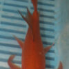 7-8'' Hand Selected Butterfly Koi Carp (LR93)