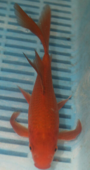 7-8'' Hand Selected Butterfly Koi Carp (LR93)