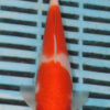 7-8'' Hand Selected Koi Carp (LR233)
