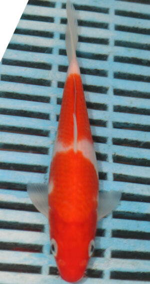 7-8'' Hand Selected Koi Carp (LR233)