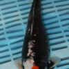 10-12" Hand Selected Koi Carp Beni Kumonryu (10C79)