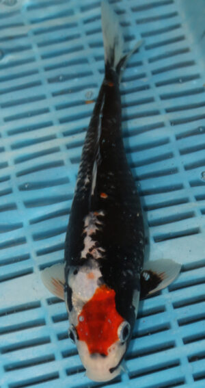 10-12" Hand Selected Koi Carp Beni Kumonryu (10C79)