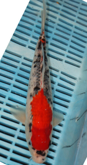 11" Hand Selected Koi Carp Goshiki (10C49)    