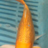 7-8'' Hand Selected Butterfly Koi Carp (LR94)