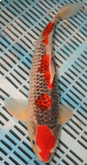 14'' Hand Selected Koi Carp Goshiki (16JR21)  