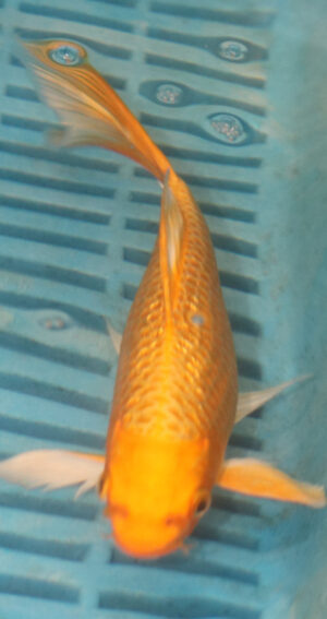 7-8'' Hand Selected Butterfly Koi Carp (LR94)