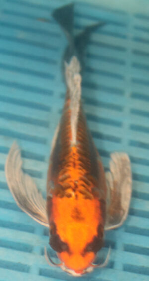 7-8'' Hand Selected Butterfly Koi Carp (LR95)