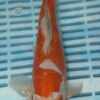 10-12" Hand Selected Koi Carp Doitsu Ochiba (10C106)