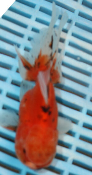 High Quality Oranda 11-13cm (BL285)