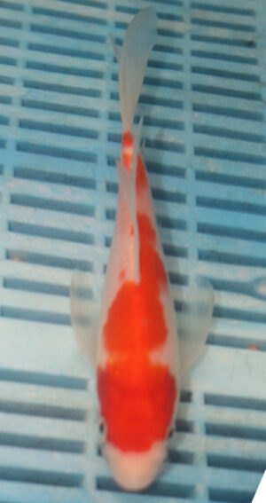 7-8'' Hand Selected Butterfly Koi Carp (LR97)