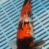 11" Hand Selected Koi Carp Gin Rin Showa (14JR43)