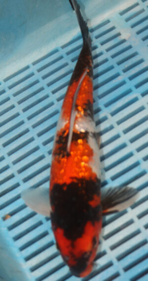 11" Hand Selected Koi Carp Gin Rin Showa (14JR43)