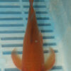 7-8'' Hand Selected Butterfly Koi Carp (LR99)