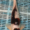 15'' Hand Selected Koi Carp Gin Rin Goromo (16JR26)  