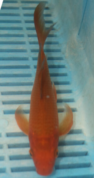 7-8'' Hand Selected Butterfly Koi Carp (LR99)