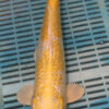 15'' Hand Selected Koi Carp Hariwake (11B03)    