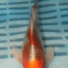 7-8'' Hand Selected Butterfly Koi Carp (LR100)