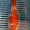 10" Hand Selected Koi Carp Gin Rin Kohaku (14JR45)