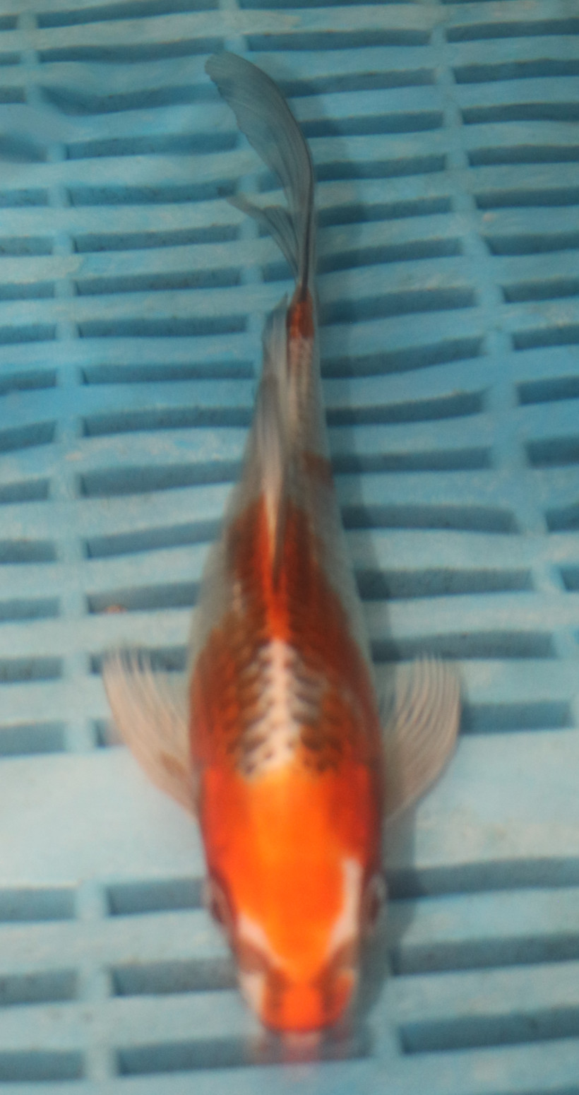 7-8'' Hand Selected Butterfly Koi Carp (LR100)
