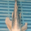 7-8'' Hand Selected Butterfly Koi Carp (LR101)