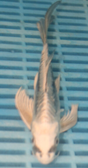 7-8'' Hand Selected Butterfly Koi Carp (LR101)