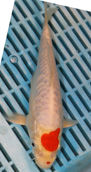 8-9'' Hand Selected Koi Carp (LR241)